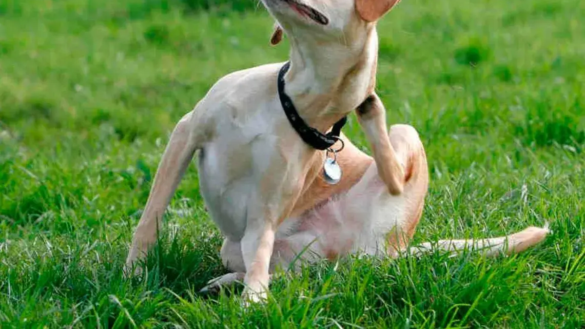 How to care for and protect our fleas and tick pets? The best tips of veterinarians
