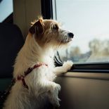 ya se puede viajar con mascotas en el tren rosario-buenos aires ya se puede viajar con mascotas en el tren rosario-buenos aires