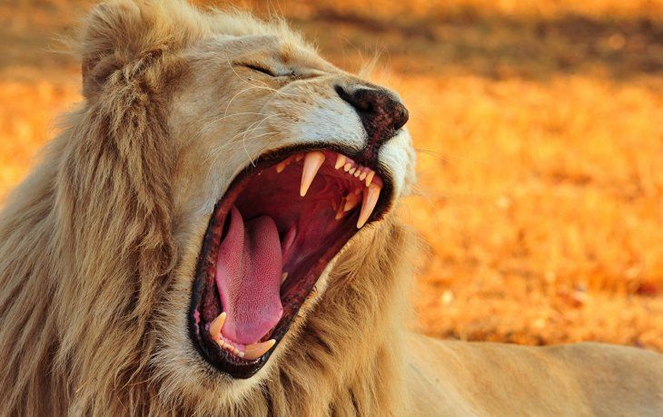 Incautan 60 kilos de garras y dientes de león en Sudáfrica