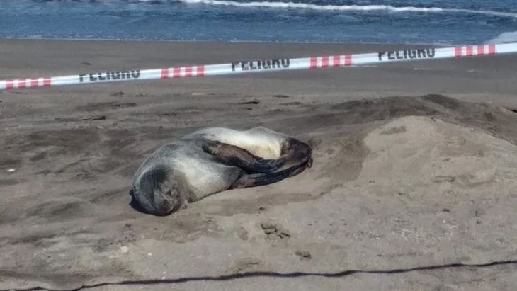 Alerta en Mar del Plata por jaurías que matan lobos marinos en el puerto