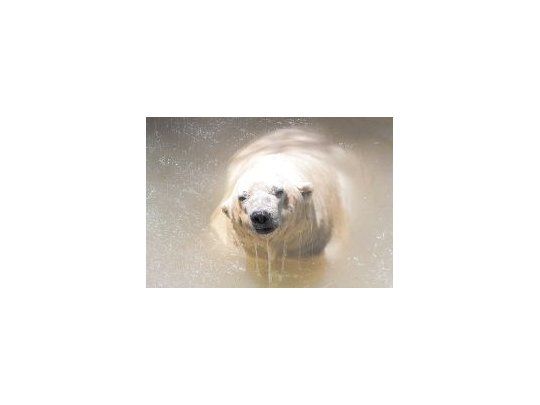 El oso Arturo vive en el zoo de Mendoza hace más de 20 años.
