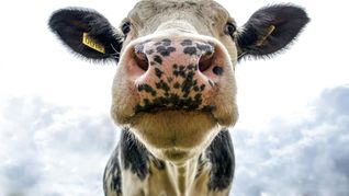 Los cálculos biliares bovinos son muy requeridos en la industria farmacéutica asiática.&nbsp;