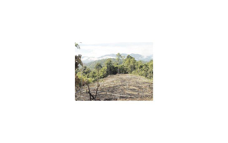 Los bosques serranos pasaron de cubrir el 8,4% a solo el 0,5% del territorio provincial