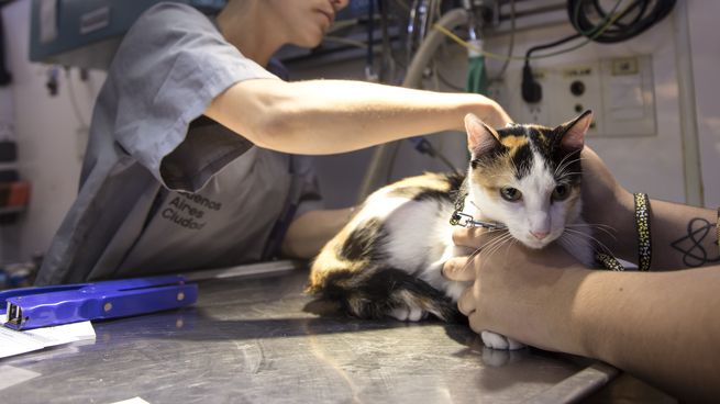 Este descuento se puede aprovechar en pet shops.