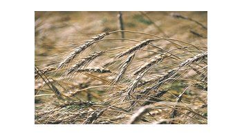 Los agricultores estiman que la producción de trigo será la menor en tres años.