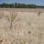 El gobierno implementa medidas para mitigar pérdidas y sostener la producción ante el impacto de la sequía. El gobierno implementa medidas para mitigar pérdidas y sostener la producción ante el impacto de la sequía.