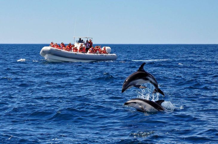 Whale season generally runs from May to December, which is when they migrate to the waters near the Valdés Peninsula to reproduce and give birth.