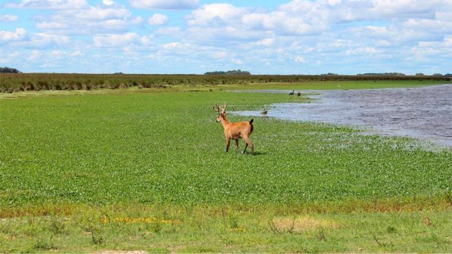 Una reserva natural con ciervos a una hora de la Capital Federal.