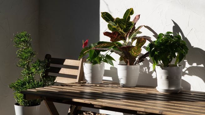 Las plantas tienen nuevas formas de adornar los balcones más chicos.