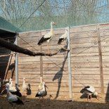 Los pájaros reciben cuidados inmediatos para aumentar sus posibilidades de recuperación. Los pájaros reciben cuidados inmediatos para aumentar sus posibilidades de recuperación.