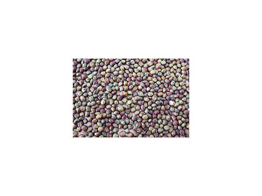 El semillero Peman y Asociados produce modernos híbridos de sorgo con la tecnología Seed Care de Syngenta.