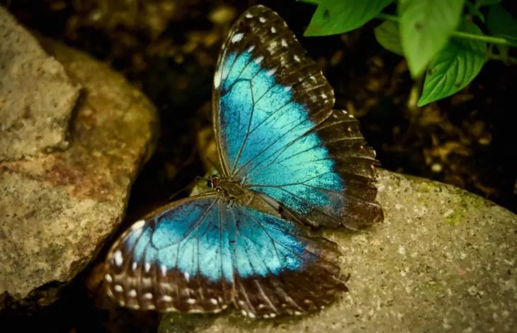 El cambio clim&aacute;tico amenaza a las mariposas Morpho.