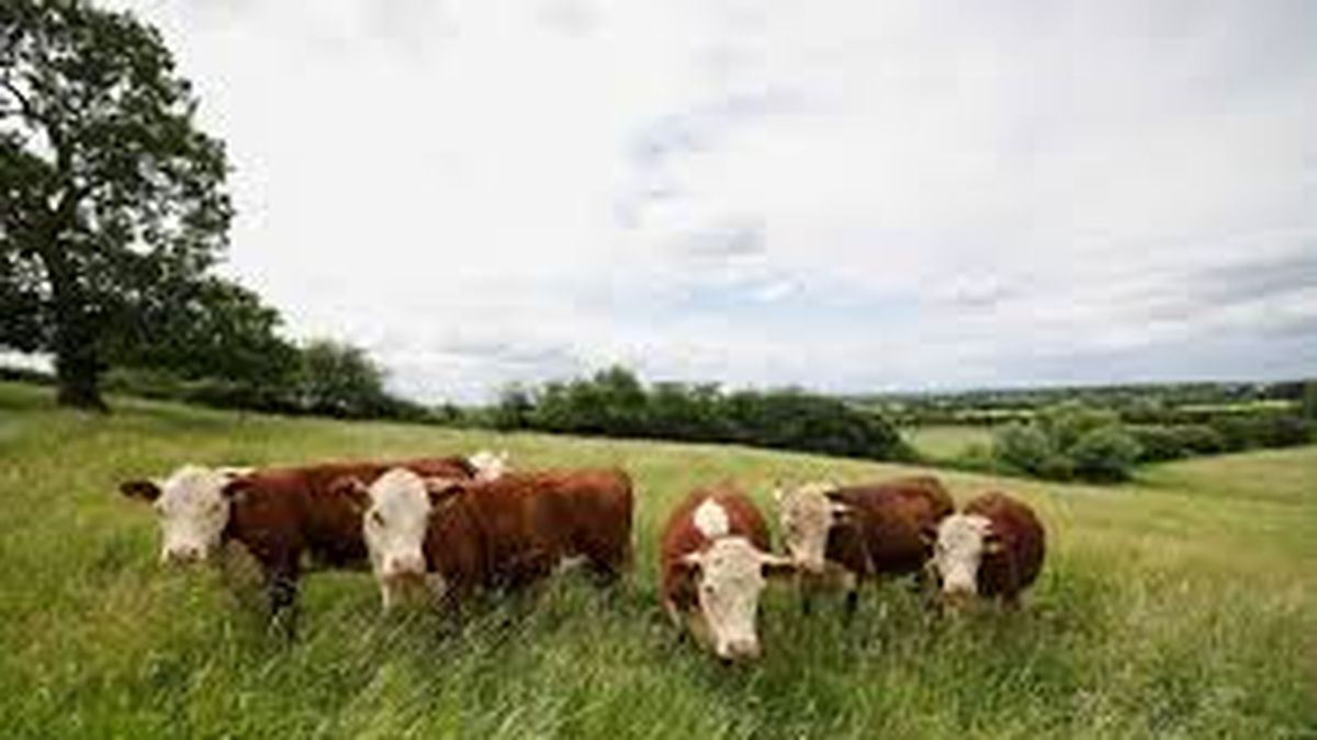 How is the carbon neutral meat that Uruguay exports produced?