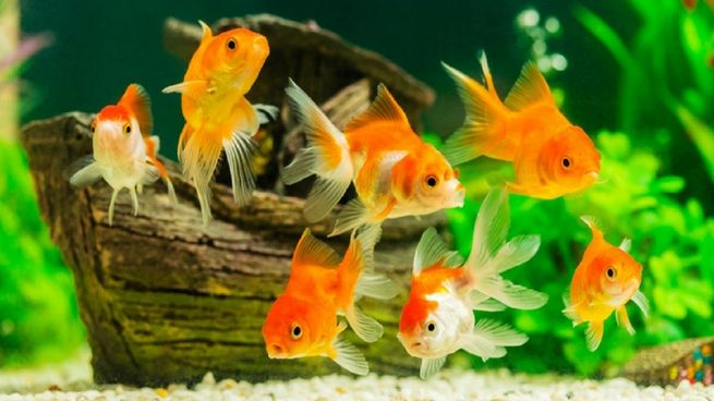 Peces de agua dulce.&nbsp;