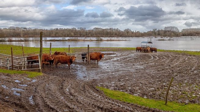 La ganadería es uno de los principales sectores afectados por las inundaciones.&nbsp;