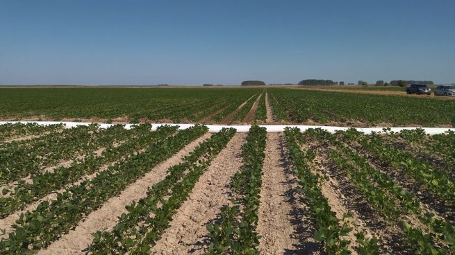 El área de soja sembrada crecerá hasta un 10% en Uruguay durante 2023.