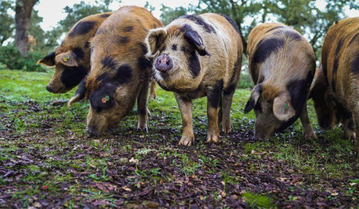 Los cerdos que se utilizan para este jamón son de la raza Manchado de Jabugo. 