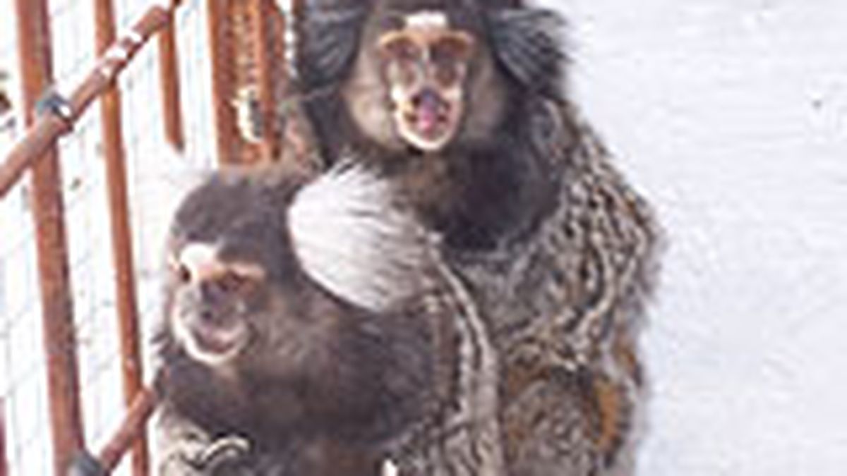 Ladrones se llevaron a 17 monos tití de un zoo de Francia