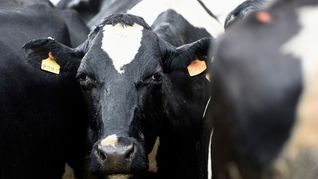 Uruguay se posiciona en el mercado sueco con carne sustentable.