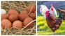 Un debae que parece terminar: ¿que fue primero, el huevo o la gallina?