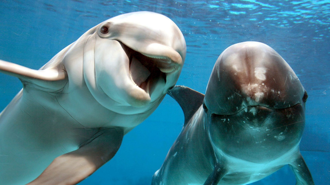 Google DeepMind está muy avanzado en la investigación del lenguaje de los delfines.