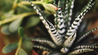 La Haworthiopsis attenuata destaca por sus rayas blancas y su capacidad de adaptación a espacios reducidos.