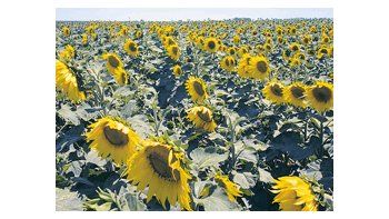 La Bolsa de Cereales de Buenos Aires señaló que las lluvias acompañaron al girasol durante su ciclo, lo que favorecerá la producción de esta campaña.