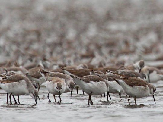 En la Argentina se registra un total de 62 especies de aves playeras.