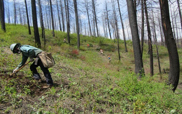 la carrera por plantar arboles, otra batalla urgente contra el cambio climatico