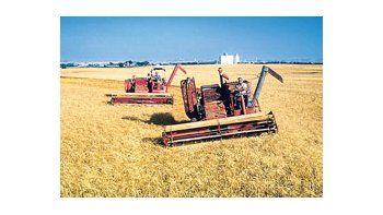 De los 3,2 millones de hectáreas que se implantarán, apenas fueron ocupadas con trigo unas 560 mil hectáreas, según informó la Bolsa de Cereales de Buenos Aires.