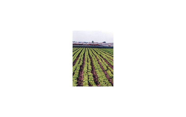 La producción agropecuaria argentina se caracteriza por realizarse en campos alquilados, según un informe del Centro de Agronegocios y Alimentos (CEA) de la Universidad Austral.