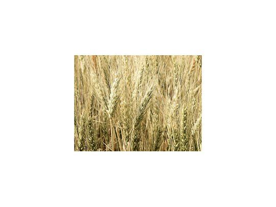 Indonesia suspenderá los aranceles a la importación de arroz, soja y trigo para combatir la inflación.