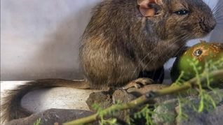 Científicos argentinos decubrieron el Apnotomys conicetorum. Científicos argentinos decubrieron el Apnotomys conicetorum.