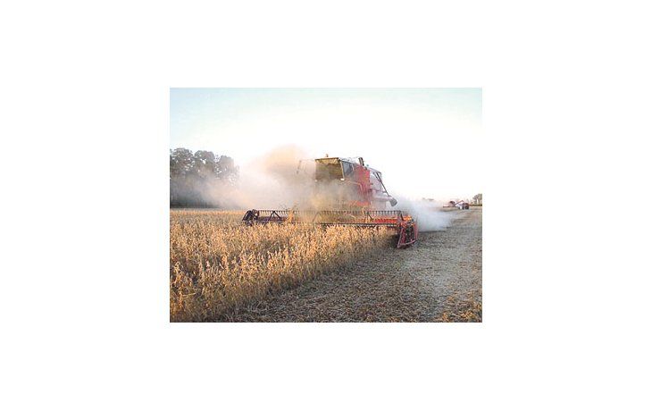 El USDA redujo su proyección de soja argentina en 1,5 millón de toneladas, con una nueva estimación de 51,5 millones de toneladas que aún resulta elevada para la mayoría de los operadores locales.