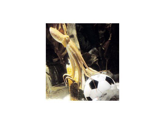 Adiós al pulpo Paul