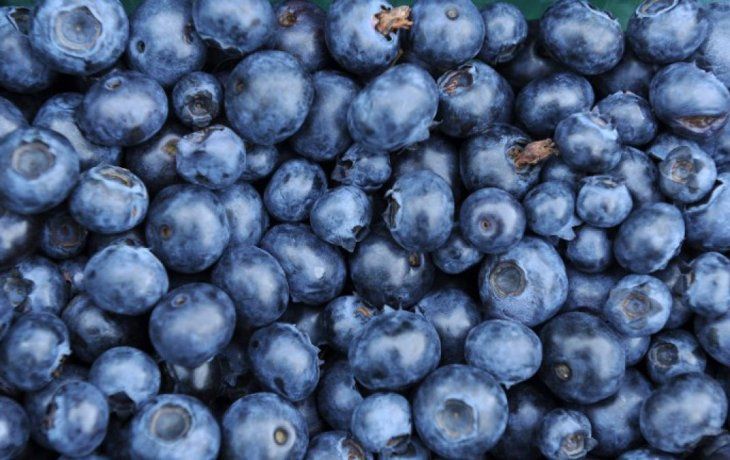 productores de arandanos solicitaron baja de aranceles