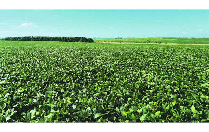 ámbito.com | tiempo de siembra. El 30 de junio el USDA publicará un informe en el que determinará el área sembrada en Estados Unidos.