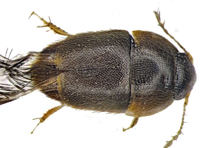 Phytotelmatrichis osopaddington