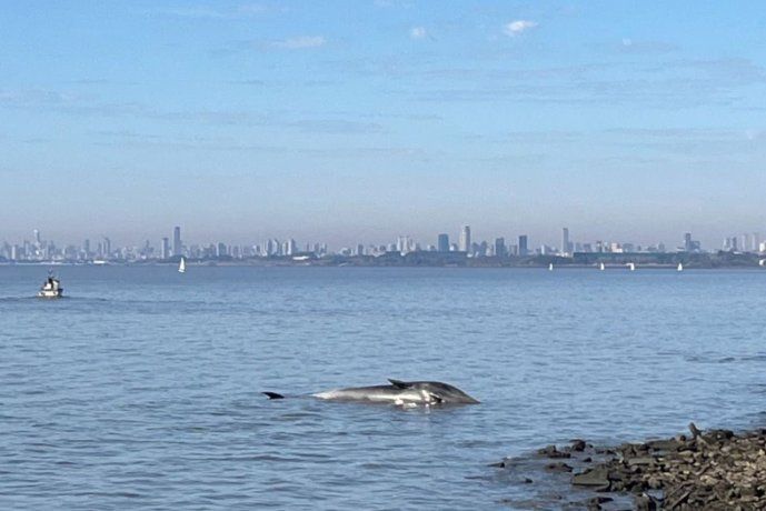 La semana pasada, una ballena había quedado varada en Vicente López La semana pasada, una ballena había quedado varada en Vicente López