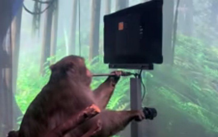 El mono Pager jugando al Pong con su mente gracias al chipimplantado en su cerebro por la empresa de Elon Musk.