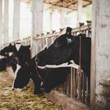 Con la sequía se perderán 61 millones de litros de leche. Con la sequía se perderán 61 millones de litros de leche.