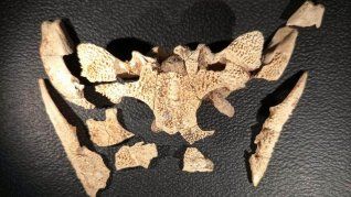 Cráneo de una nueva especie de anfibio.