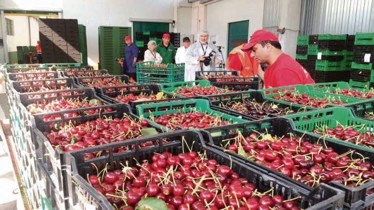 Durante toda esta semana se prevé una fuerte demanda de cerezas en el mercado por el Año Nuevo Chino Lunar.