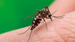 Aedes aegypti mosquito. Aedes aegypti mosquito.