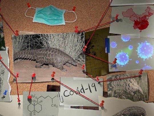 Covid-19 origen animal.jpg