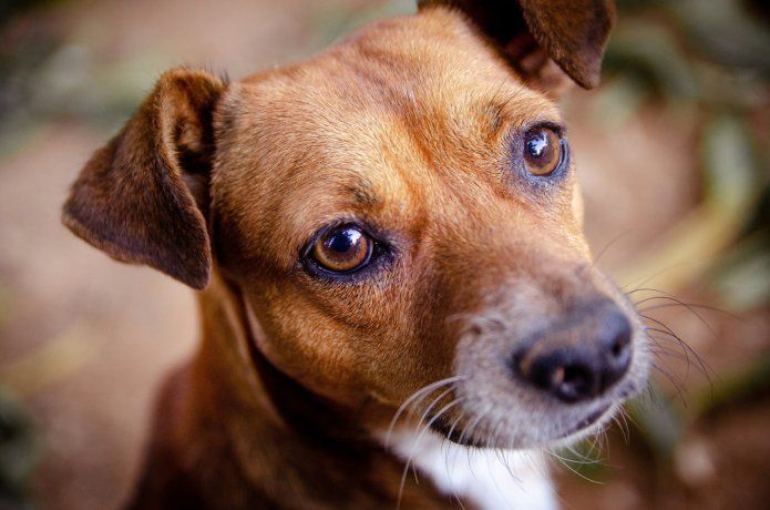 A los perros les tomó sólo una generación adaptarse a espacios urbanos, lo que demuestra una evolución relacionada a la convivencia humana.