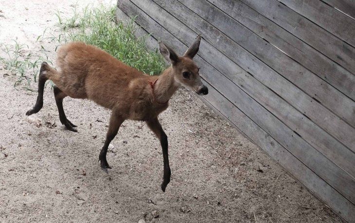 A fines de noviembre de 2020 se había avistado un ejemplar macho en esa área.