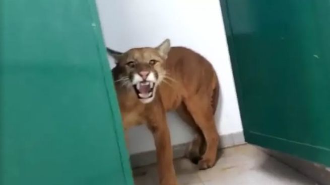 puma brasil 2022.jpg
