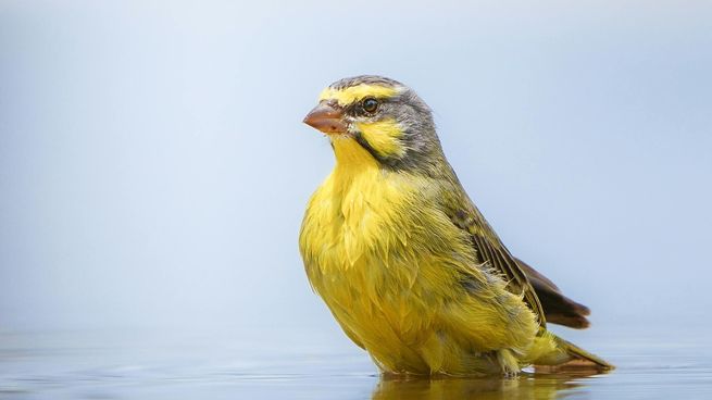 Las aves permanecerán en custodia permanente en la ONG Pájaros caídos.
