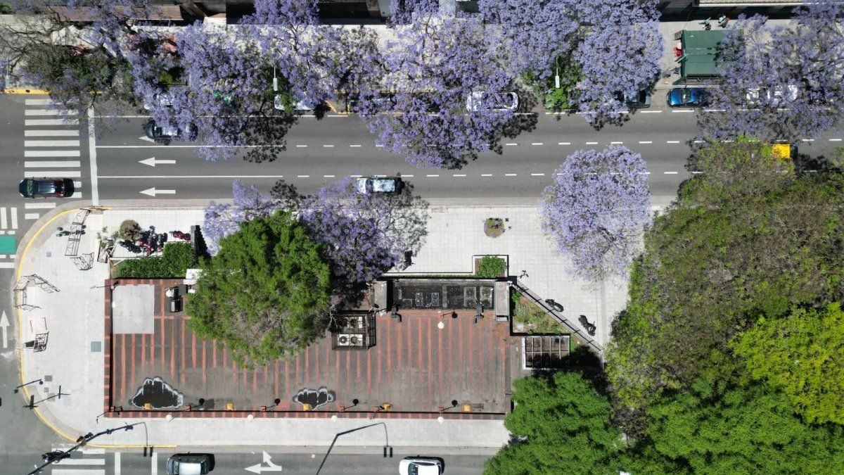Jacarandas began to bloom in the City: the best places to see them Jacarandas began to bloom in the City: the best places to see them